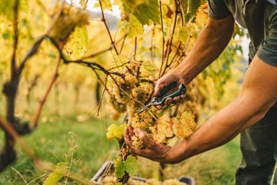 Les différents types de viticulture Les différents types de viticulture
