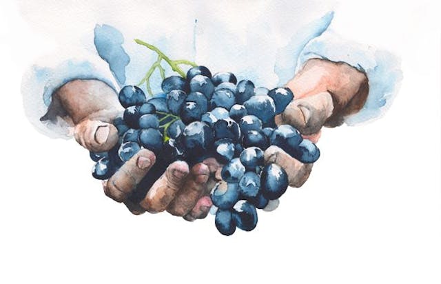 Primeurs 2023 | Présentation du millésime 2023 à Bordeaux : météo et caractéristiques des vins