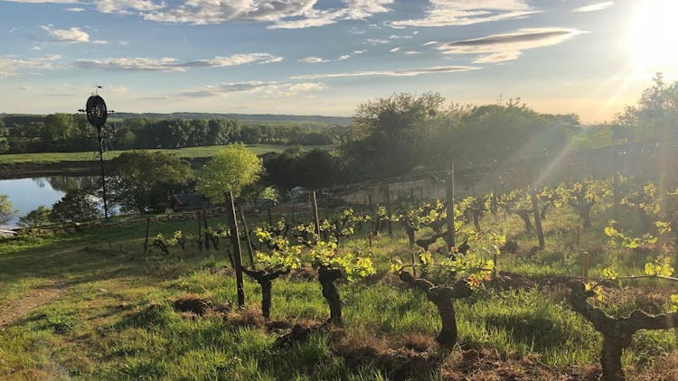 The vines of Domaine Charles Joguet in Chinon