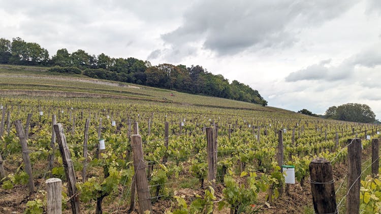 Vineyard on the Right Bank during the 2023 En Primeurs