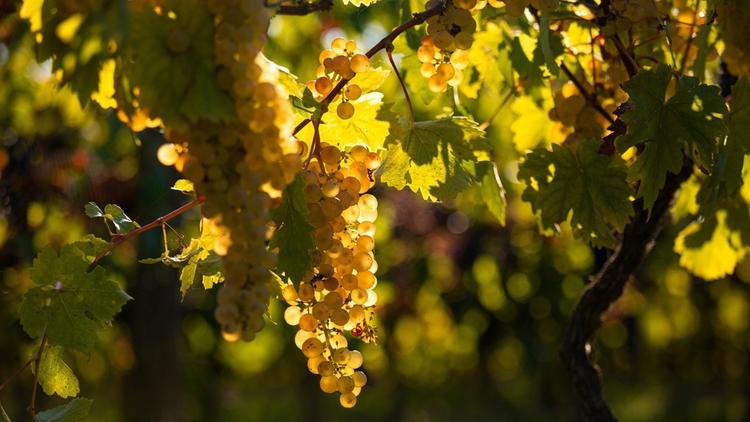 bunch of Chenin blanc grapes