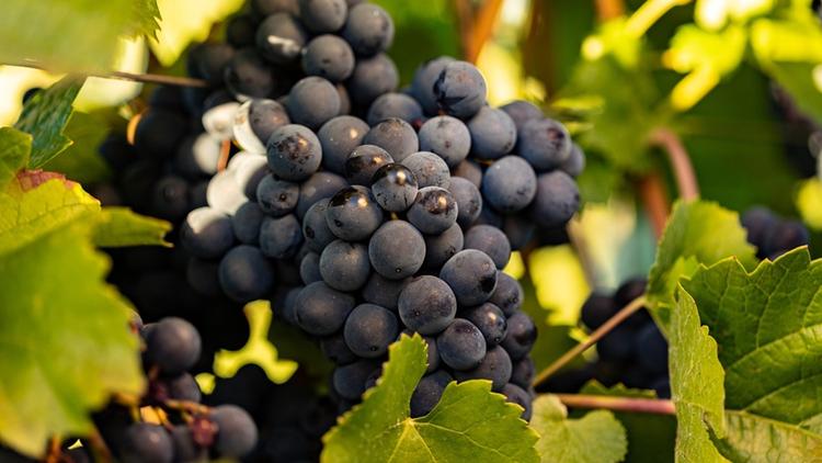 A bunch of syrah grapes on the vine