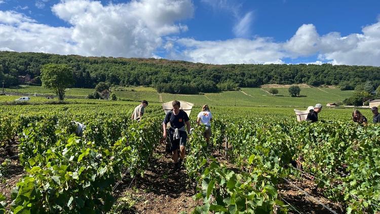 people harvesting grapes in a vineyard in Burgundy