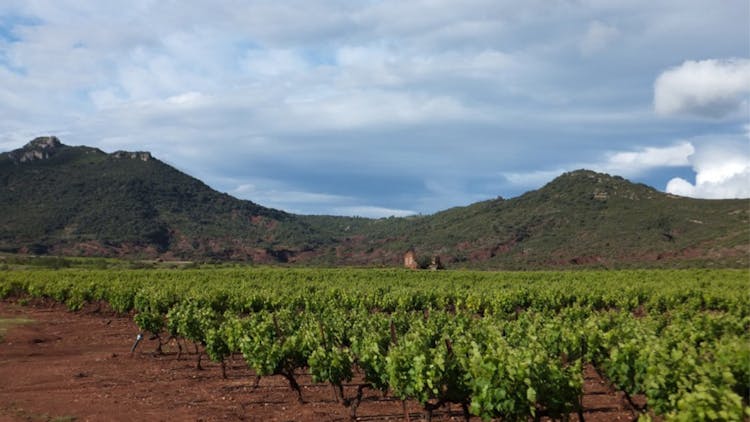 vignes clos Maïa Languedoc grands vins