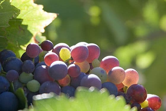 The main grape varieties The main grape varieties