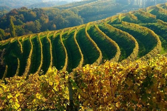 Die wichtigsten Weinregionen Die wichtigsten Weinregionen