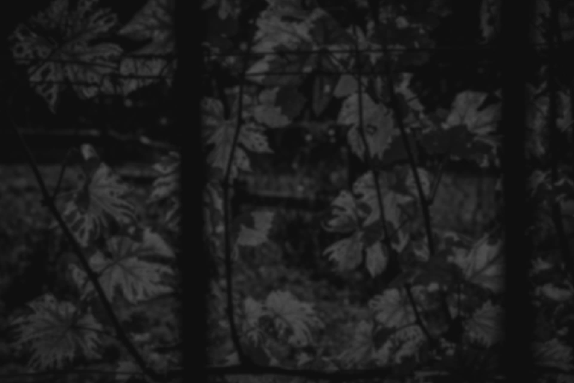 Photo d'arrière plan en noir et blanc montrant la lumière du soleil à travers des vignes