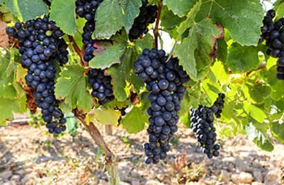 MILLÉSIME 2014 : LES PREMIÈRES PRÉVISIONS (06/08/2014)