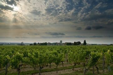 Primeurs 2024 | Présentation du millésime 2024 à Bordeaux : météo et caractéristiques des vins