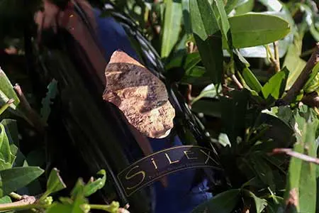 Vente de vin record, Pouilly Fumé Silex Dagueneau 1996