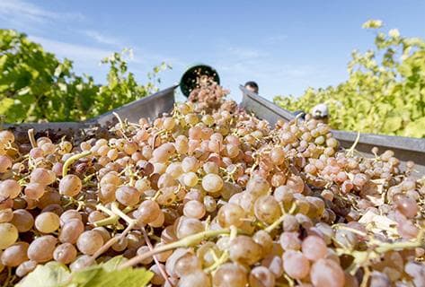 Château de Roquefort - 3