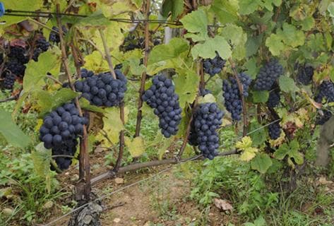 Foto des Partnerweinguts Agnès Paquet