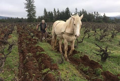 Agricola La Mision - 2