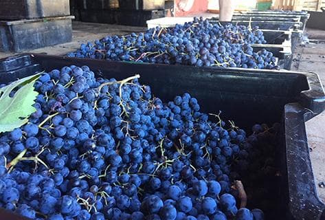 Agricola La Mision - 3