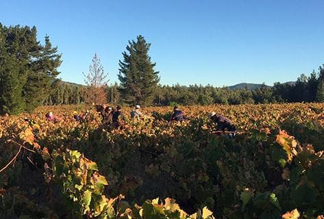 Agricola La Mision - 4