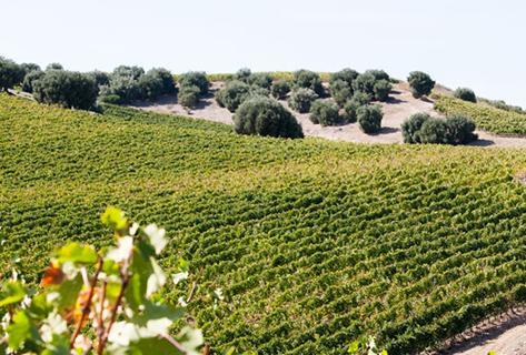 Agricola Punica - 3