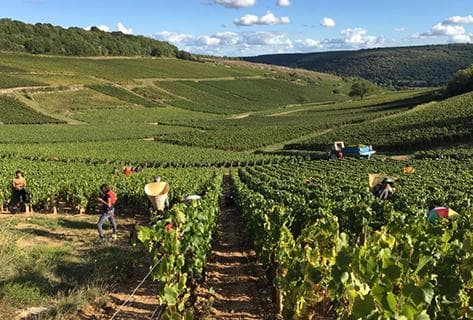 Foto della tenuta - Alain Gras