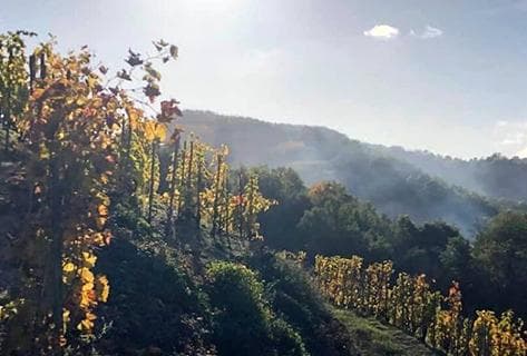 Foto della tenuta - Aléofane