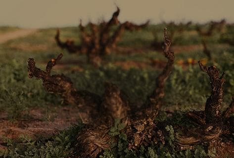 Alheit Vineyards - 3