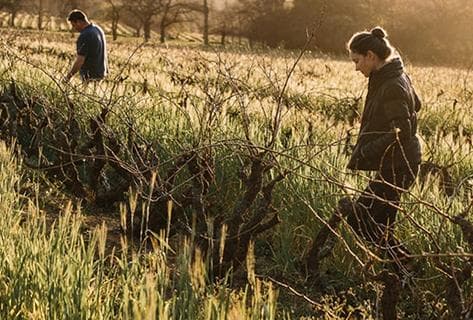 Alheit Vineyards - 4