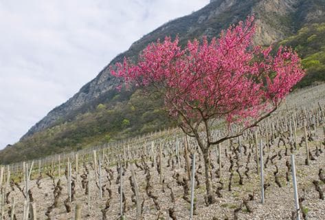 André et Michel Quenard - 2