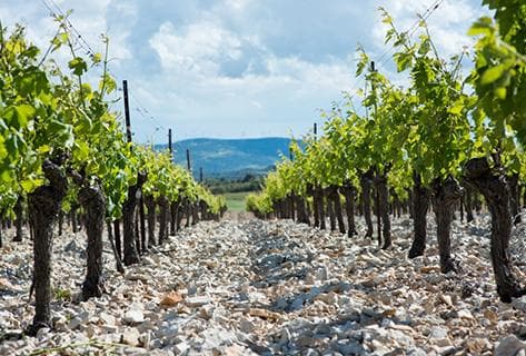 Foto della tenuta - Anne Gros & Jean-Paul Tollot