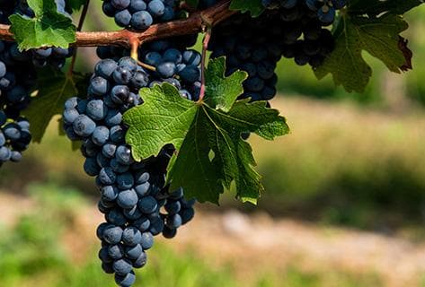 Antinori - 2