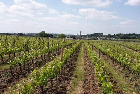 Foto des Partnerweinguts Antoine Sanzay