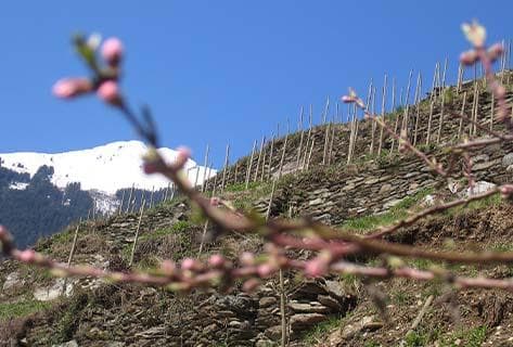 Foto della tenuta - Ardoisières (Domaine des)