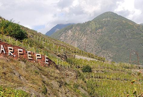 Arpepe - 4