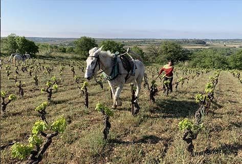Foto des Partnerweinguts Aurelles