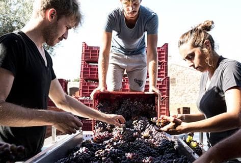 Foto des Partnerweinguts Azienda Agricola Arianna Occhipinti