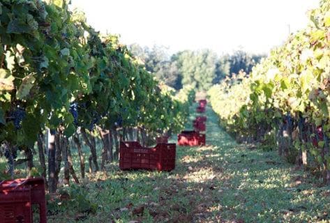 Azienda Agricola Arianna Occhipinti - 4