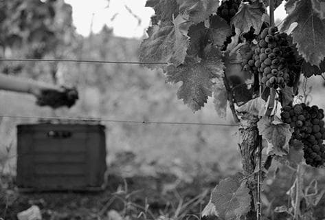 Foto des Partnerweinguts Azienda Agricola Cos