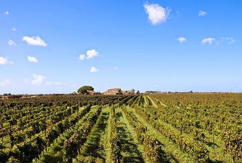 Azienda Agricola Cos - 2