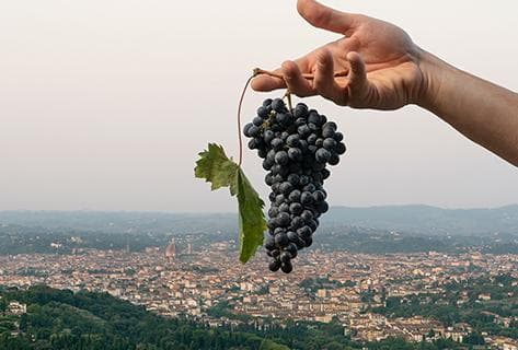 Azienda Bibi Graetz - 2