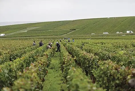 Photo of partner producer Bérêche et Fils