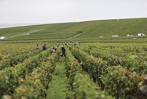Foto des Partnerweinguts Bérêche et Fils