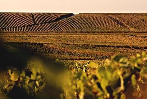 Bérêche et Fils - 2