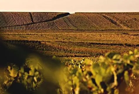 Bérêche et Fils - 2