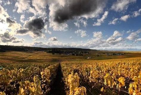 Bérêche et Fils - 4