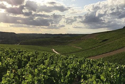 Foto della tenuta - Billaud-Simon