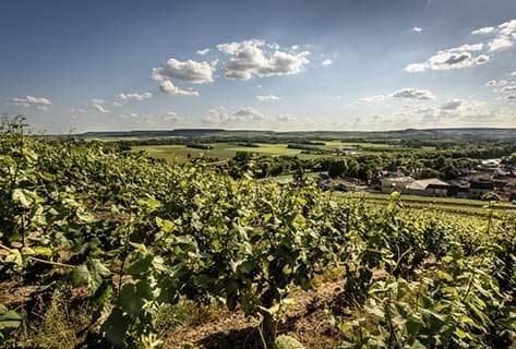 Photo of partner producer Billecart-Salmon