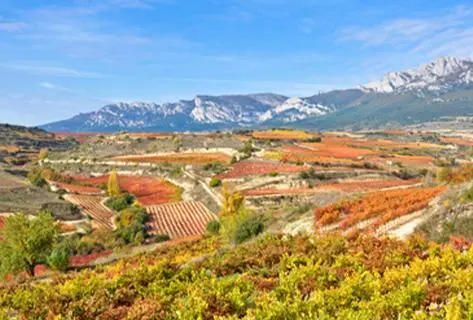 Foto della tenuta - Bodega Contador