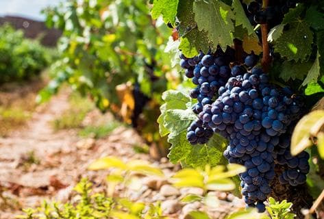 Bodega Contador - 4