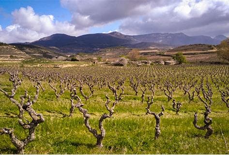 Foto della tenuta - Bodega Ossian