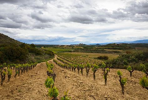Bodega Ossian - 3