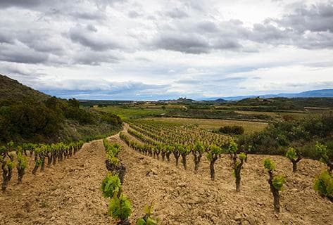 Bodega Ossian - 3