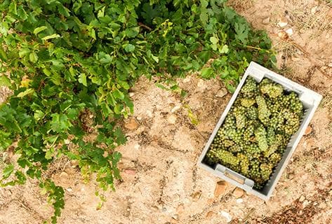 Bodega Ossian - 4