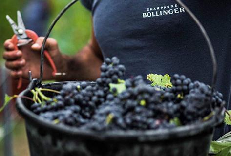 Bollinger - 3